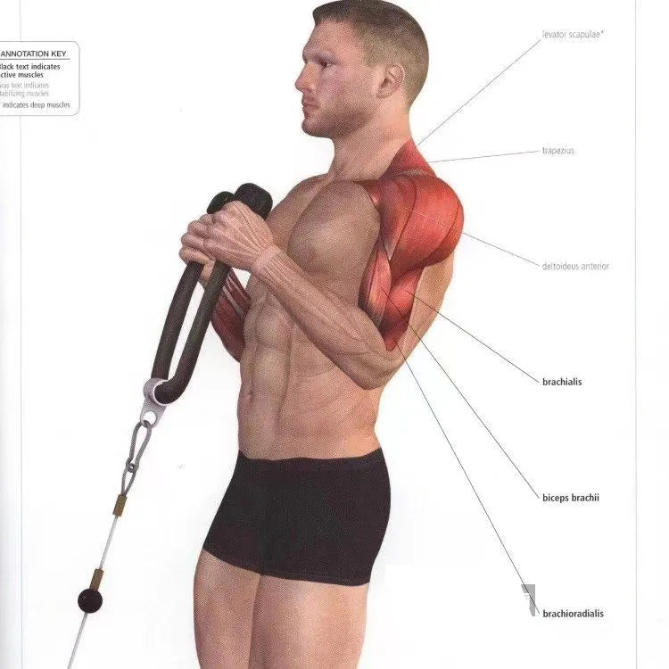 Triceps & Back Pull Rope