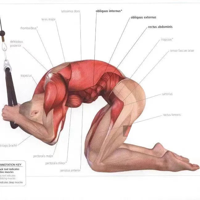 Triceps & Back Pull Rope